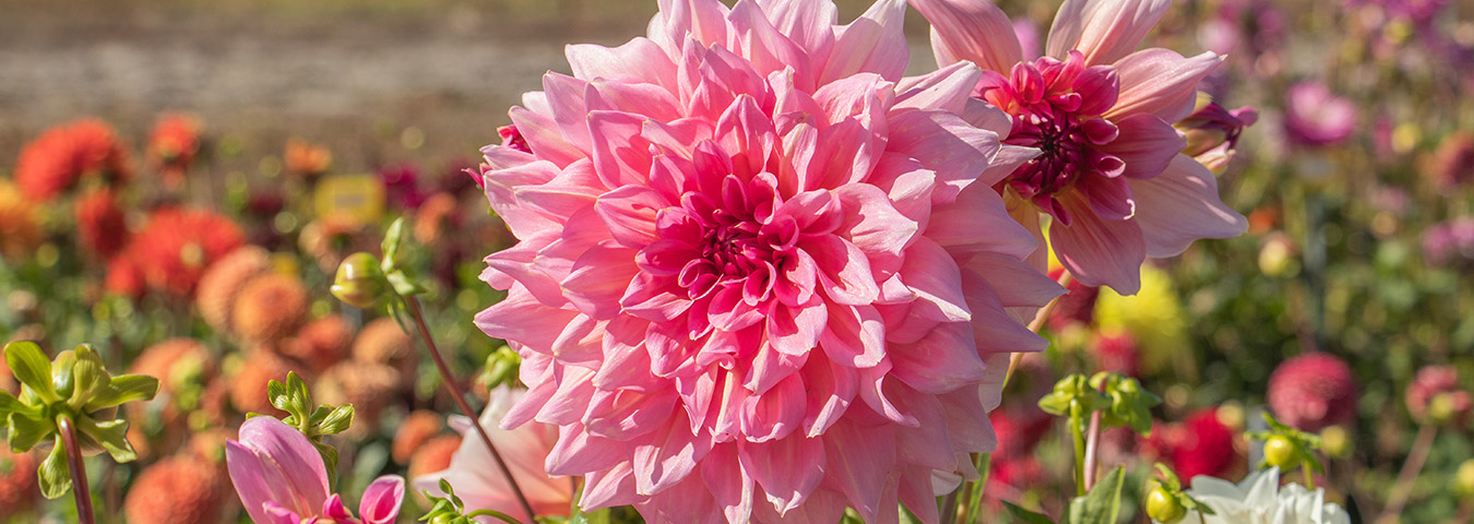 Die schönsten Riesendahlien + Pflegetipps