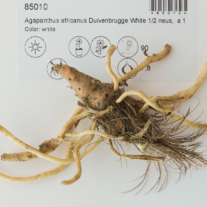 85010-Agapanthus-Duivenbrugge-White-rhizoma