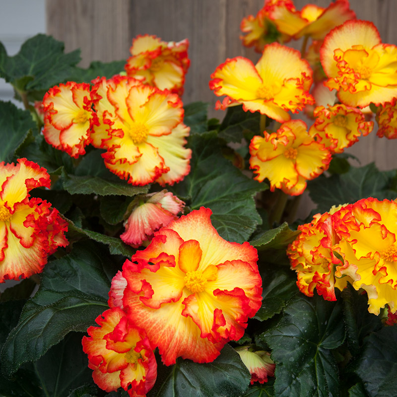 30115-Begonia-Crispa-Marginata-Geel Begonie Crispa Margina Gelb-Rot