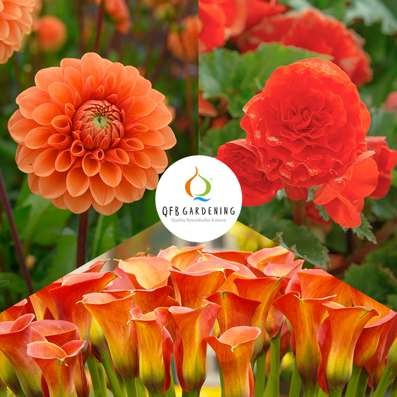 4403020-Oranje-Bloembollen-mix-Joyful-Summer-logo