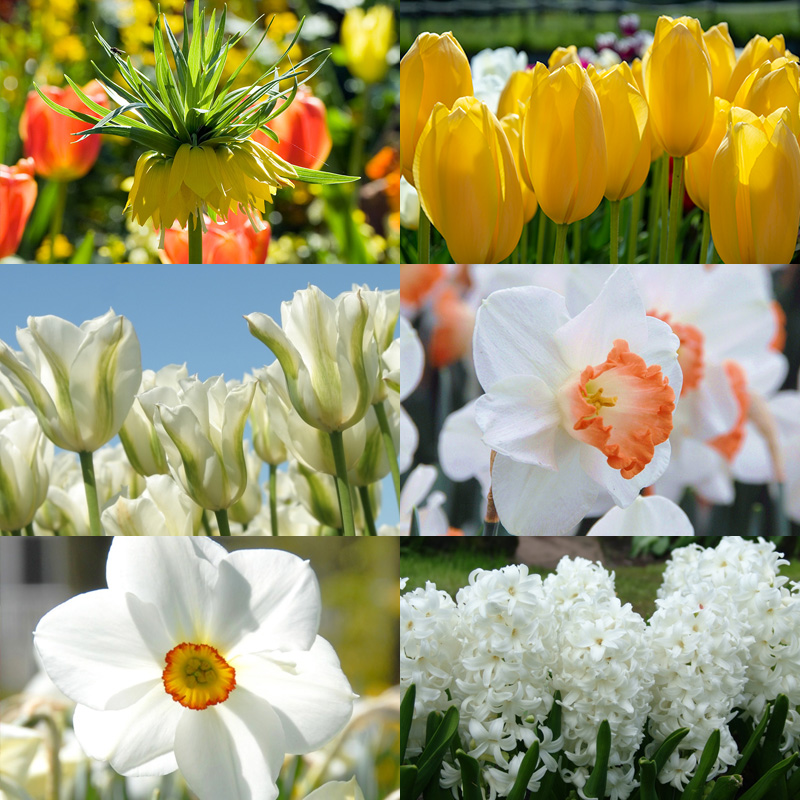 Blumenzwiebel Mischung "Mellow Yellow"
