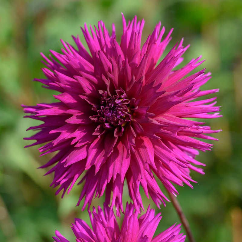 10034-Dahlia-Ambition Dahlie Ambition