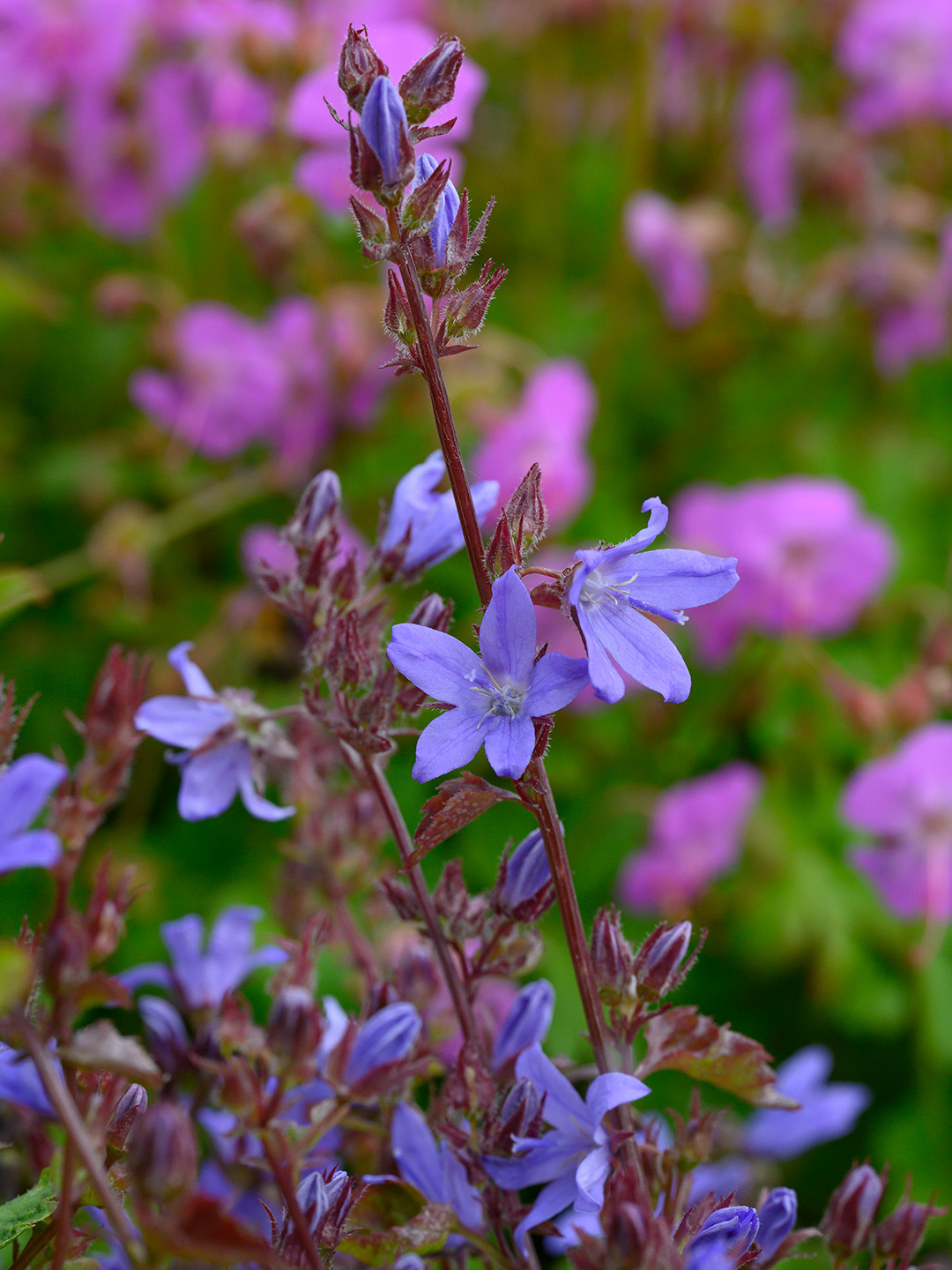 Hängepolster-Glockenblume (Campanula) poscharskyana