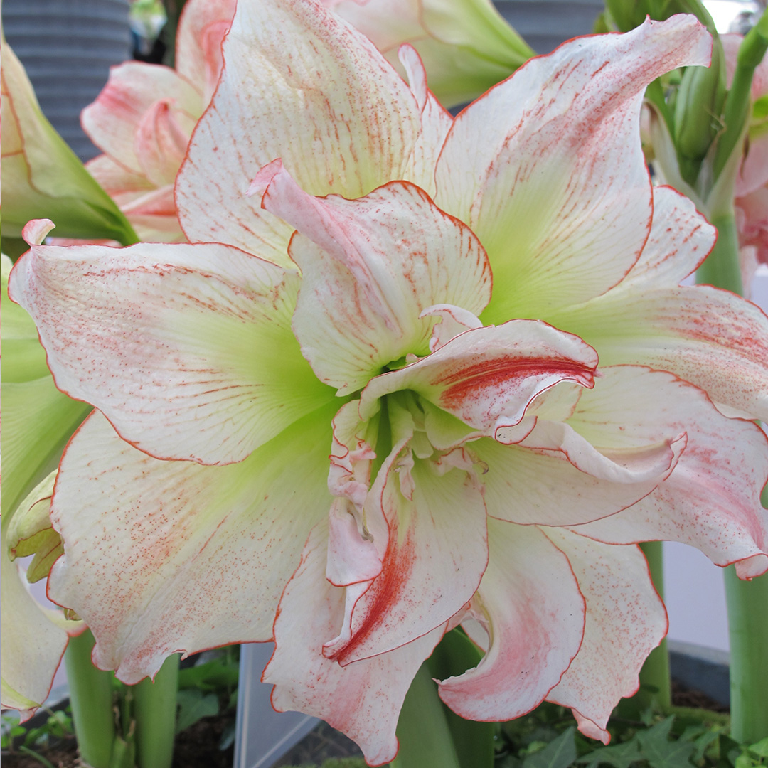 Amaryllis Aphrodite
