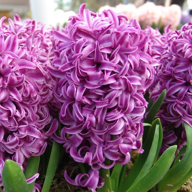 Hyazinthe Purple Sensation