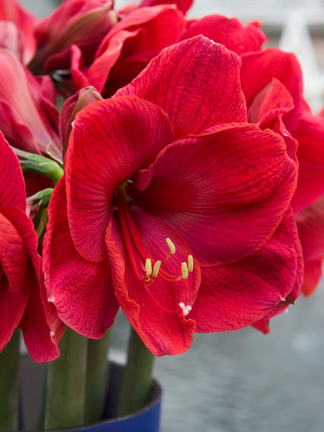 Amaryllis Lilac Favourite