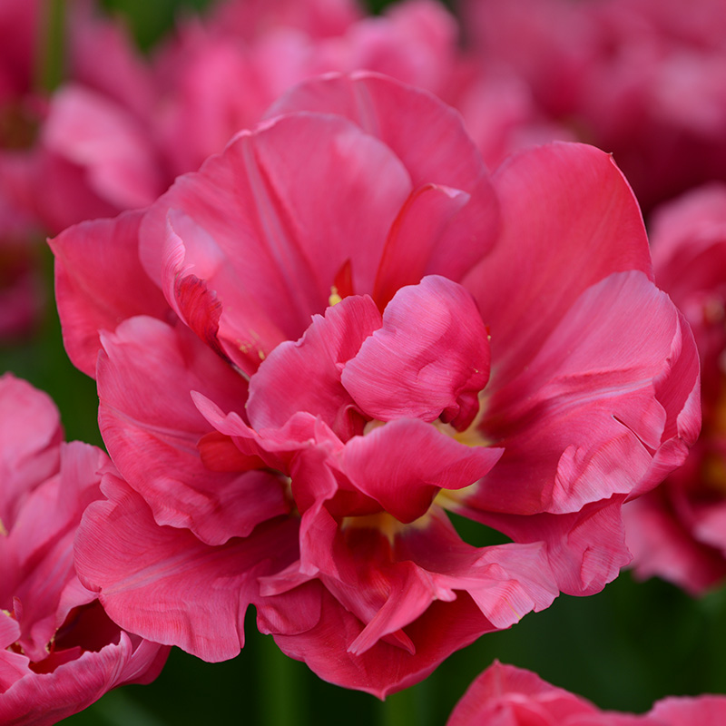 2024-Tulipa-Margarita-03