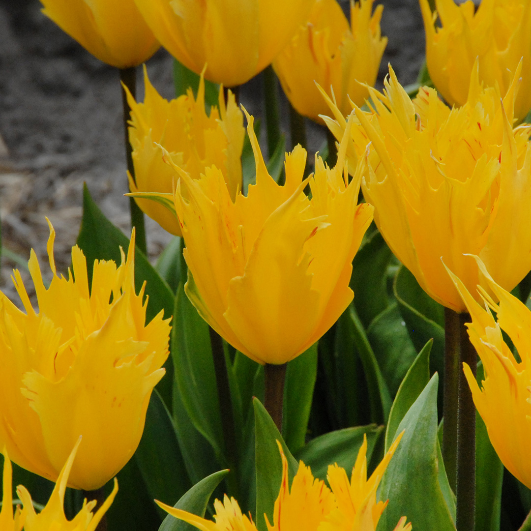 Tulpe Golden Leo