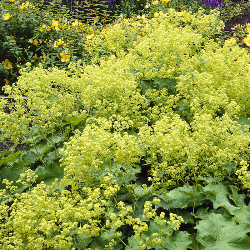 Weicher Frauenmantel - Alchemilla mollis