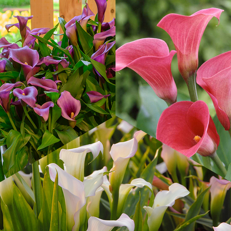 Pastell Calla Mischung 