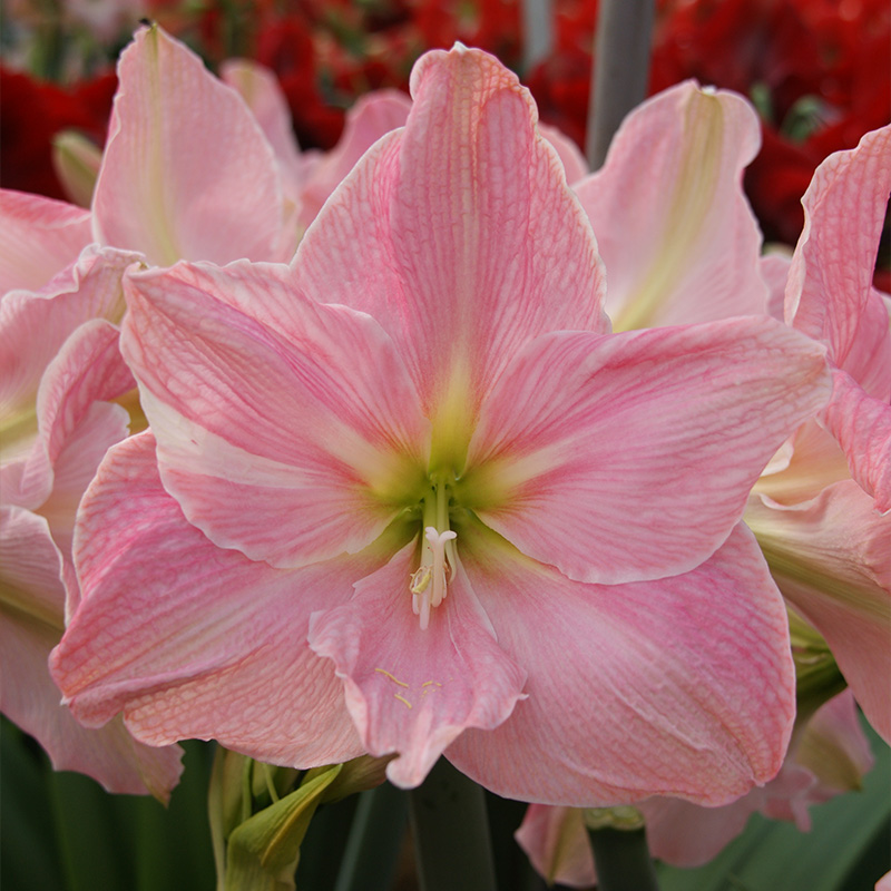 9419-Amaryllis-Sweet-Star Amaryllis Sweet Star