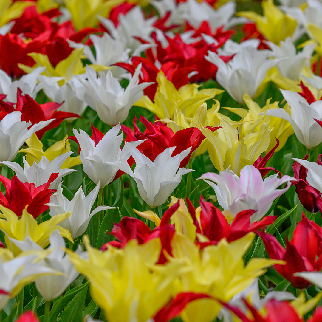 Tulpenmischung 'Très Chic Festival'