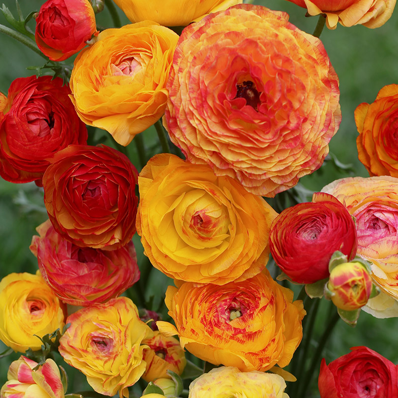 Ranunkel picotee Orange (Ranunculus)