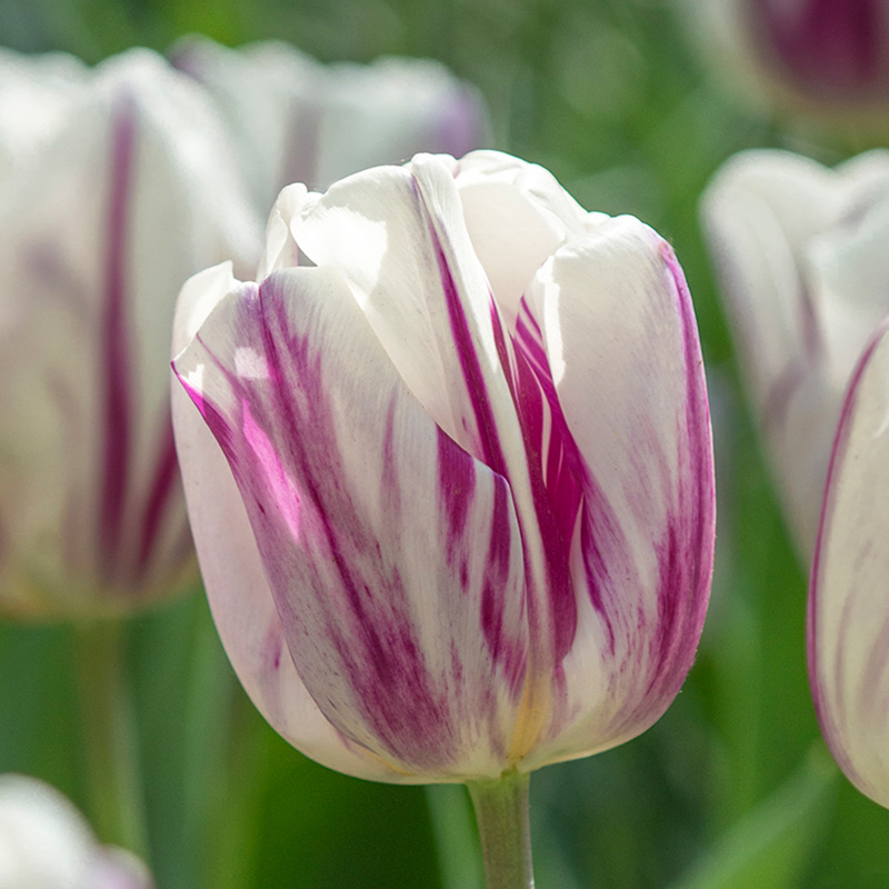 Tulpe Flaming Flag®