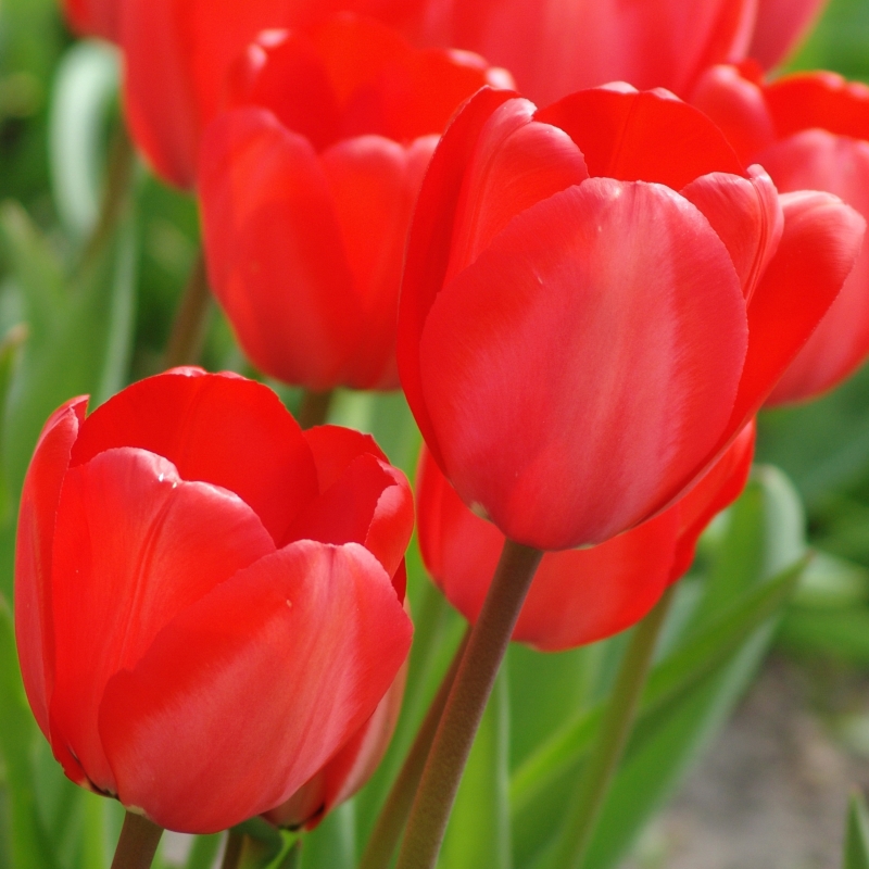 2450 Tulpe Red Impression®
