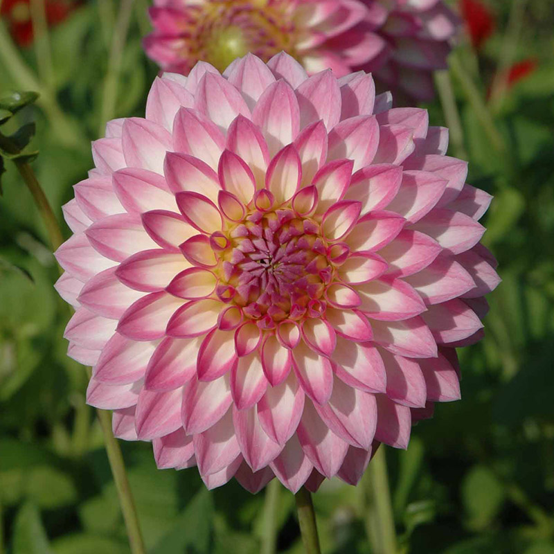 Dahlia-arbatax-01