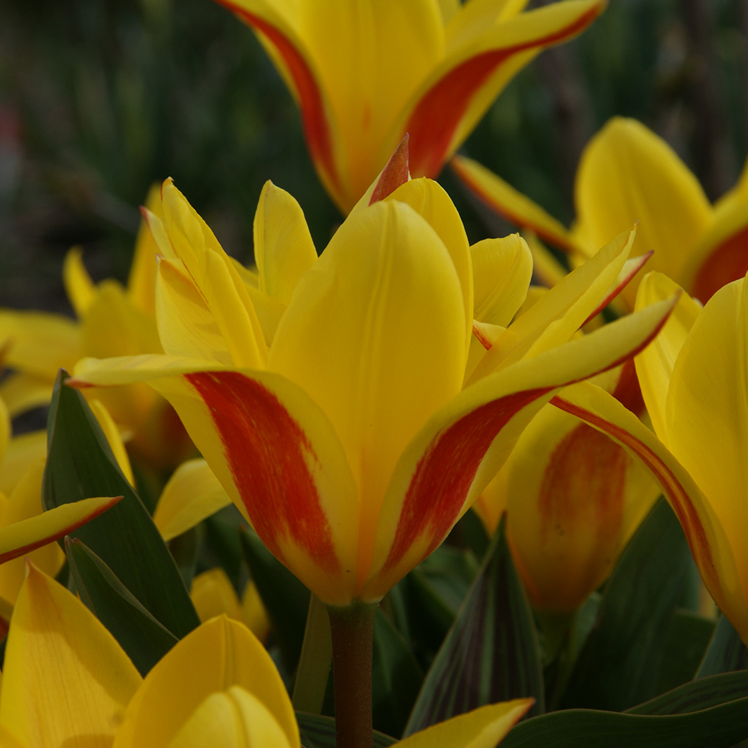 Tulpe Giuseppe Verdi