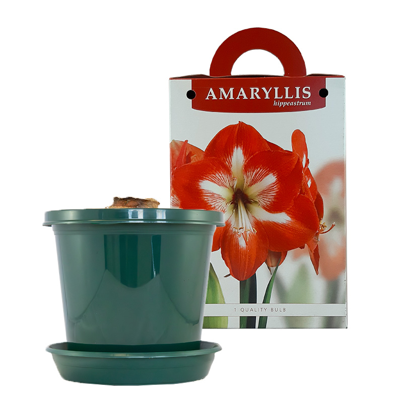 Amaryllis Minerva im Zuchttopf in Geschenkbox