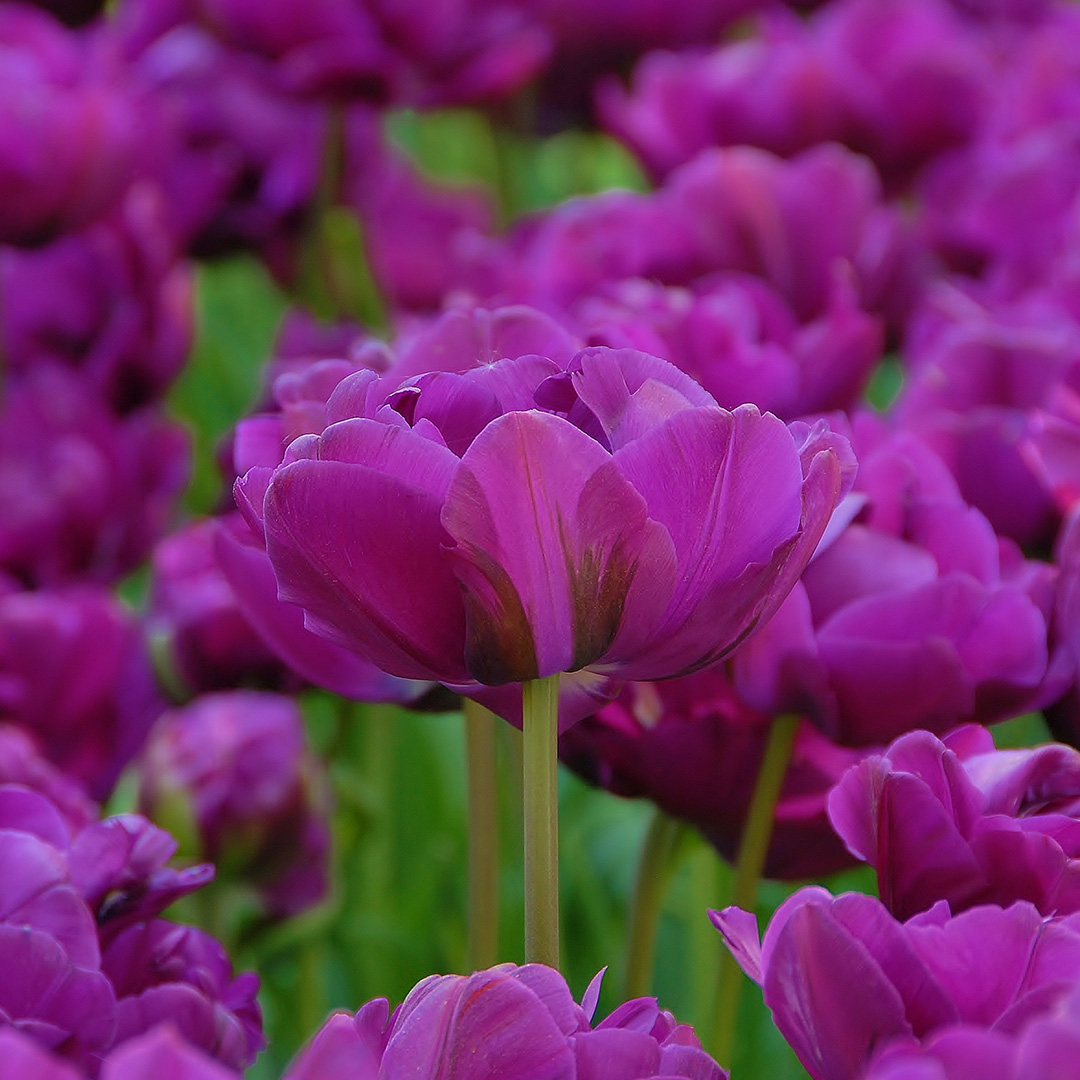 Tulpe Negrita Double