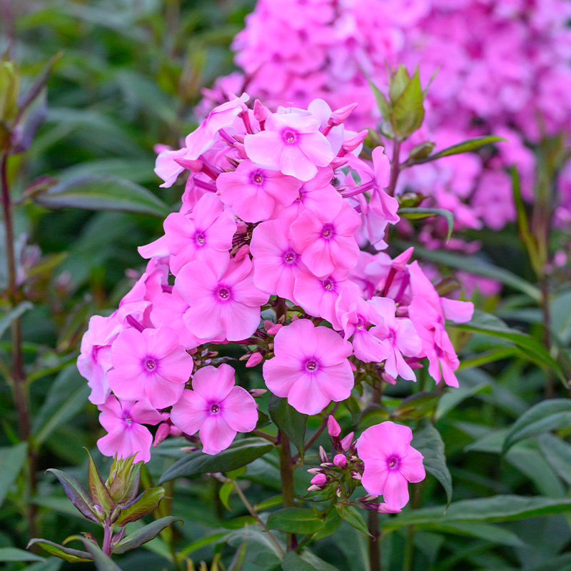 6101135-Phlox-Sweet-Summer-Fragrance