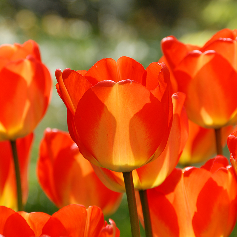 Tulpe American Dream