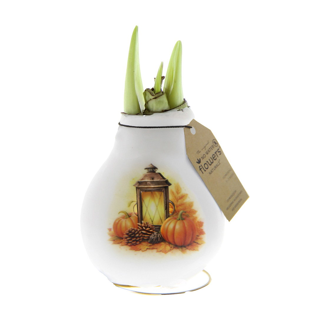 Amaryllis in Wachs Crafts Waldlaterne