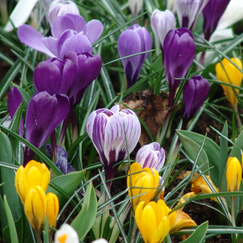 Krokusse vernus Mischung