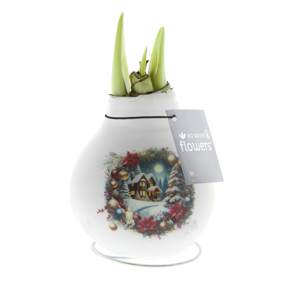 Amaryllis in Wachs Crafts Weihnachtshaus