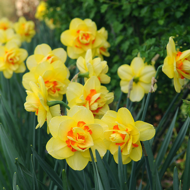 3085-Narcissus-Tahiti-04