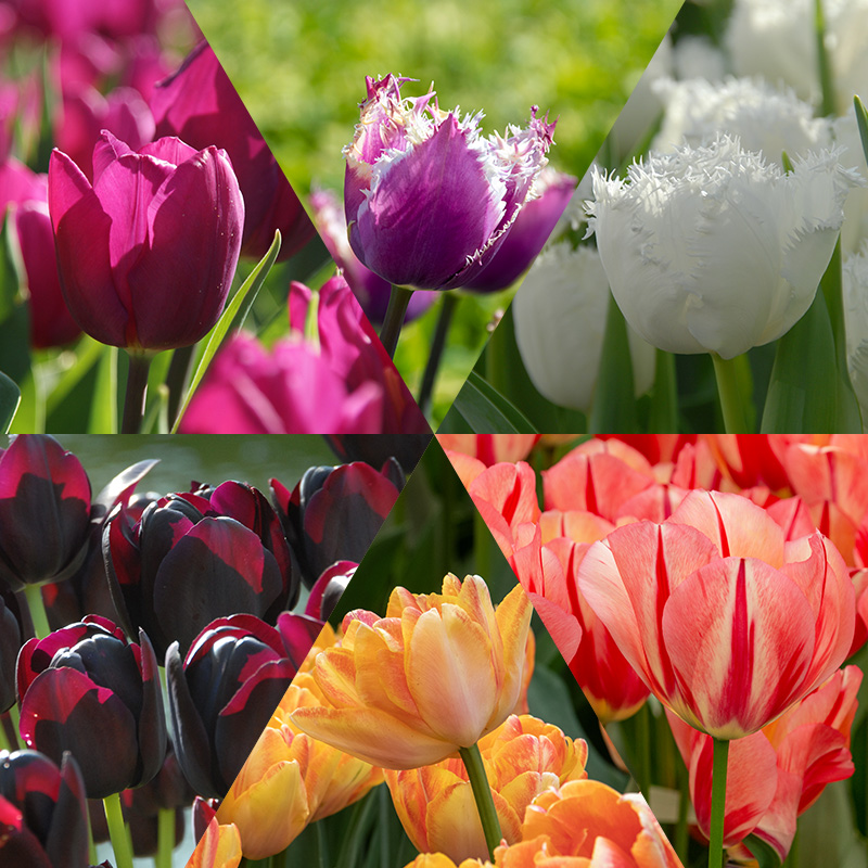 Alberts Tulpenzwiebelmischung