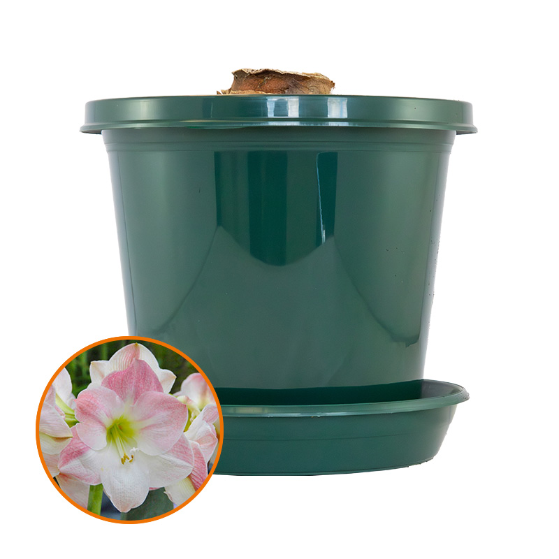 Amaryllis Apple Blossom  im Zuchttopf in Geschenkbox