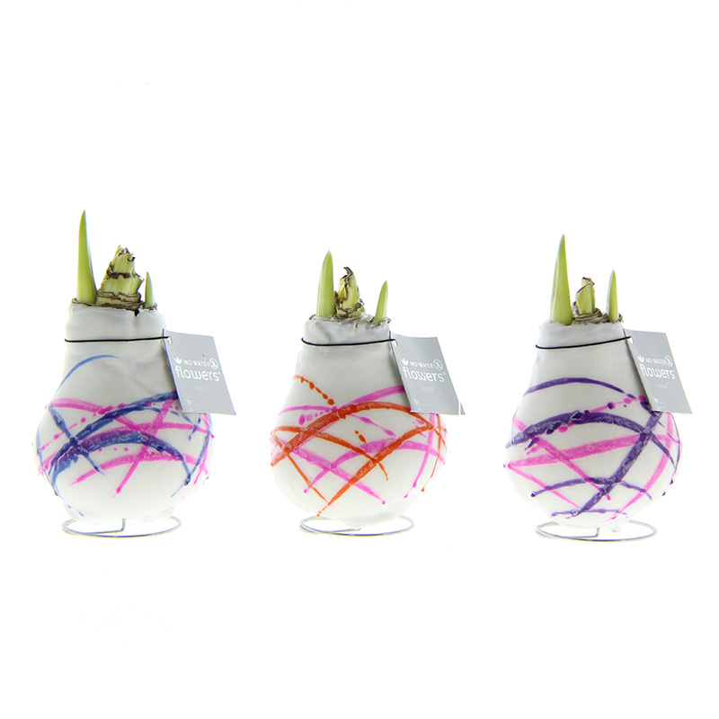 Amaryllis in Wachs Paket Karel Appel