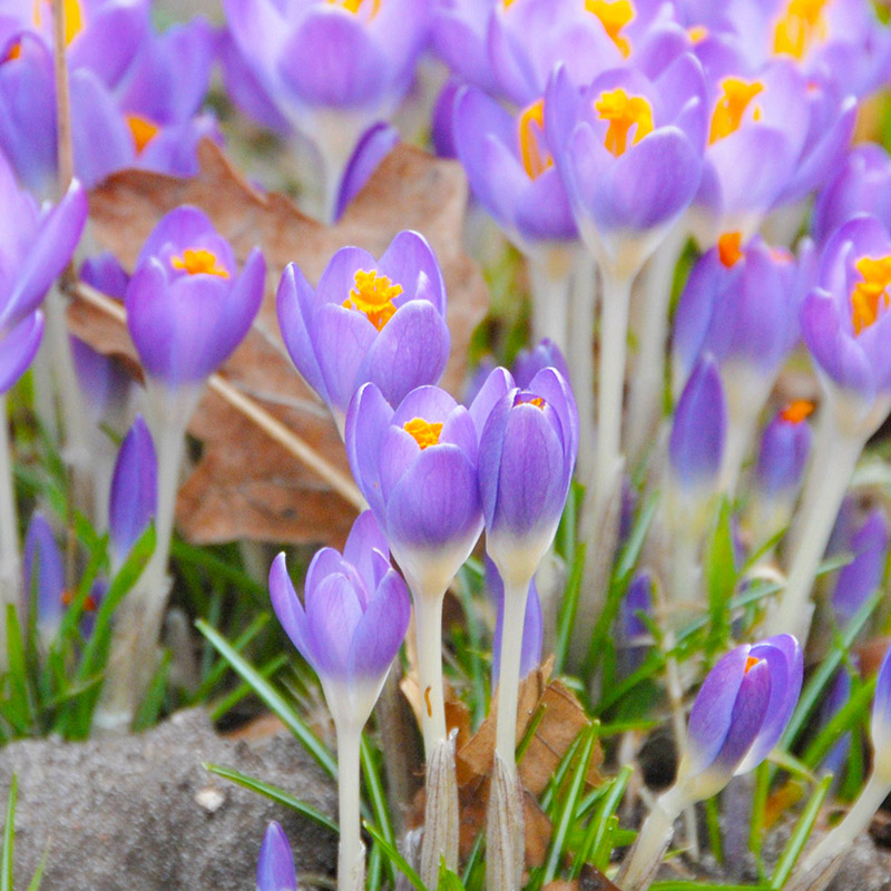 Krokusse tomm. Barr's Purple
