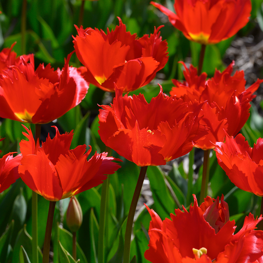Tulpe Robbedoes
