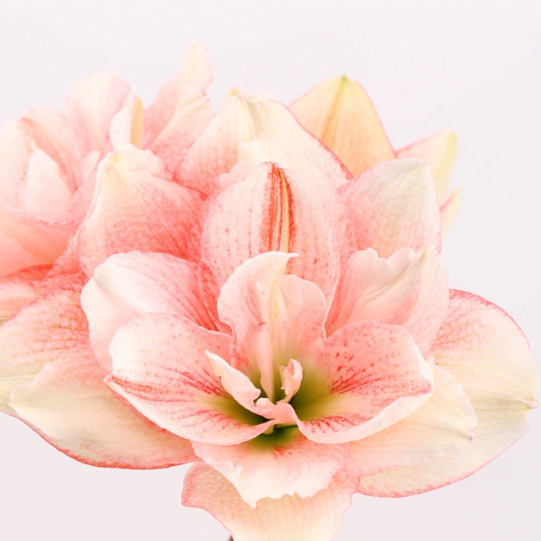 Amaryllis Pink Glory®