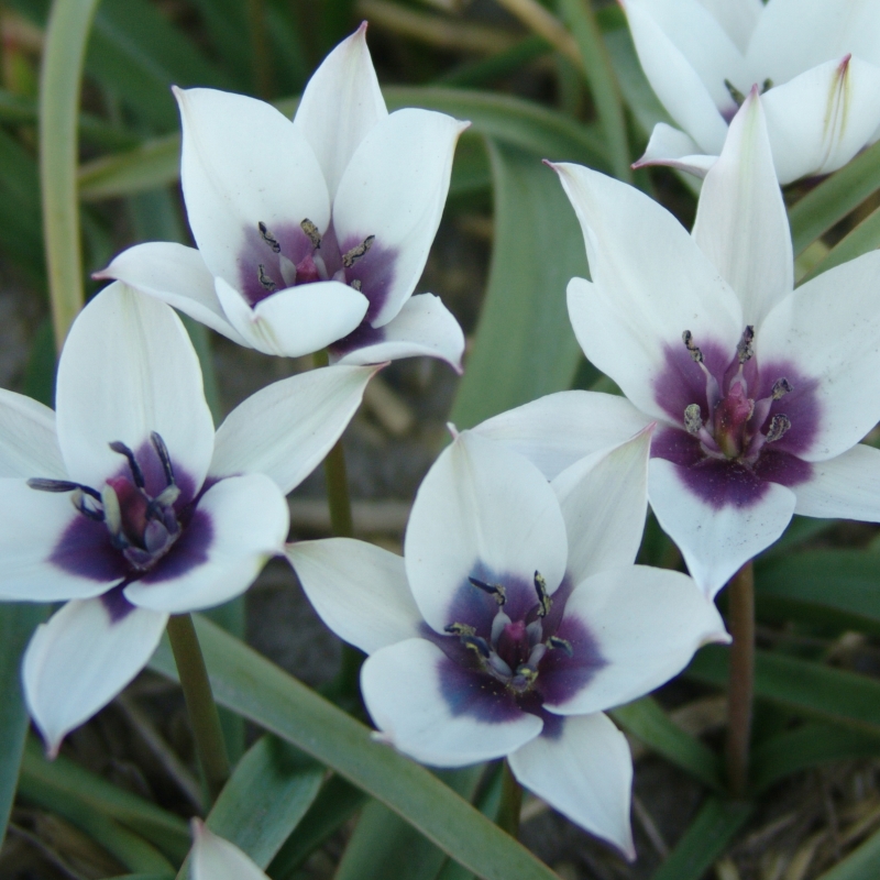 Tulpe humilis Alba Coerulea Oculata