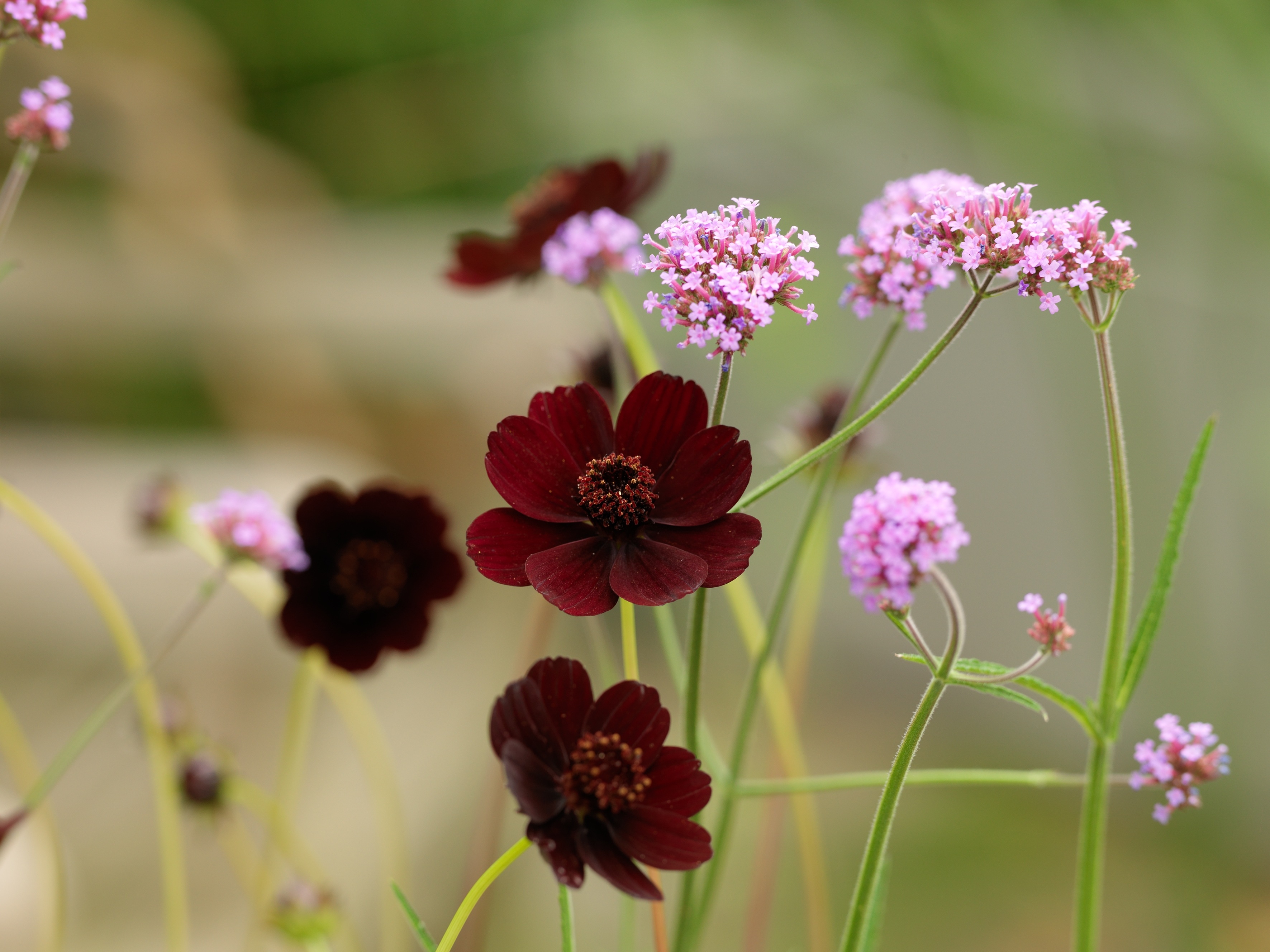 cosmos_atrosanguineus