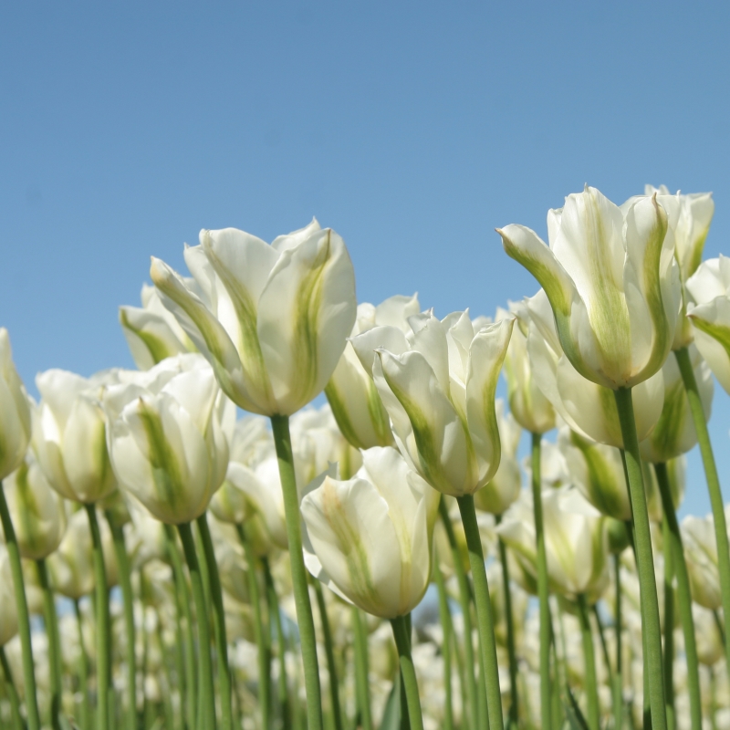 Tulpe Spring Green