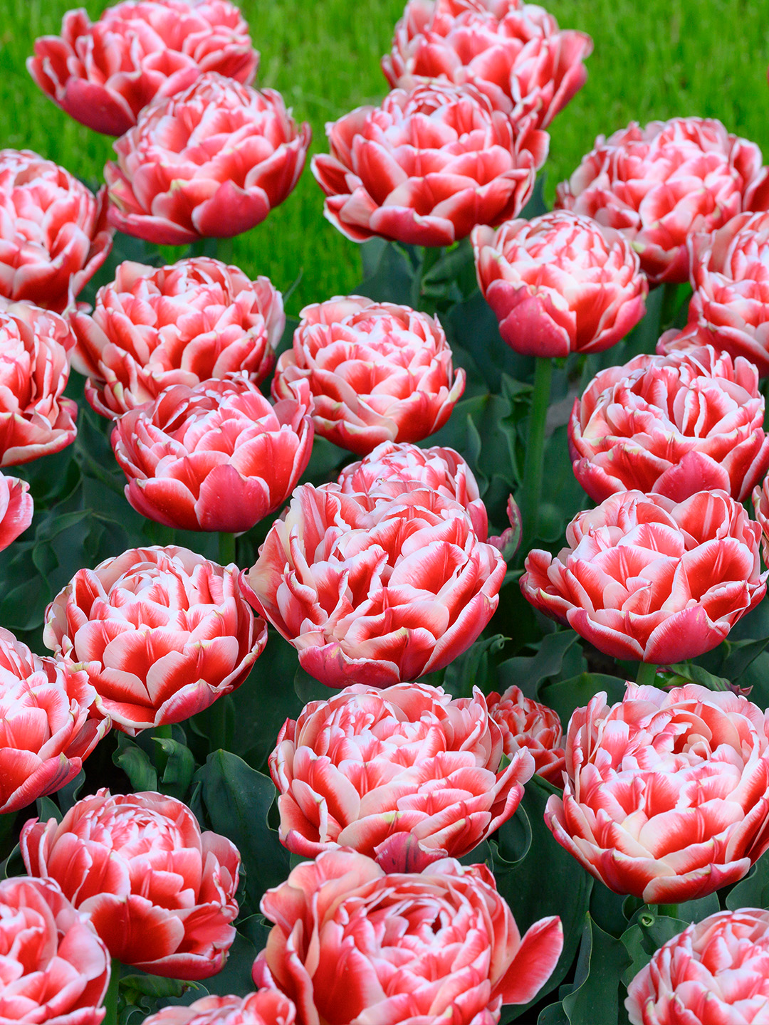 Tulpe Everton