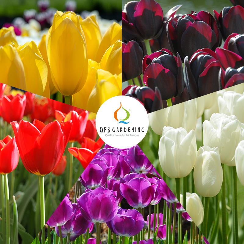 Tulpenmischung "Mondriaan"
