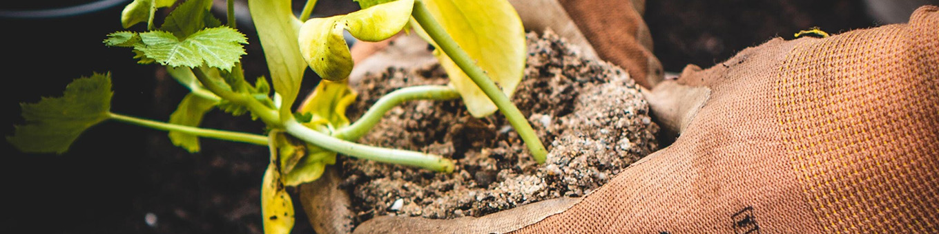 3 Gründe warum Sie Stauden im Herbst pflanzen sollten