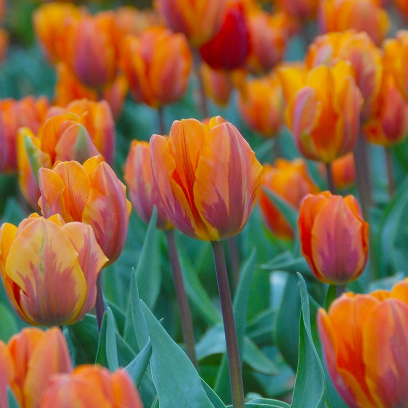 grootverpakking-tulipa-princess-irene