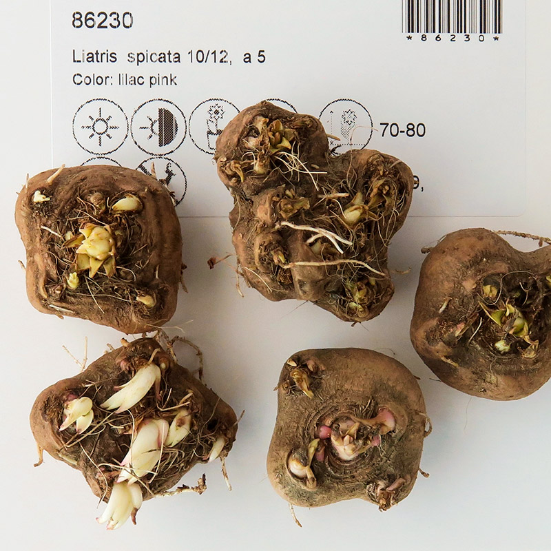 86230-Liatris-spicata-rhizoma