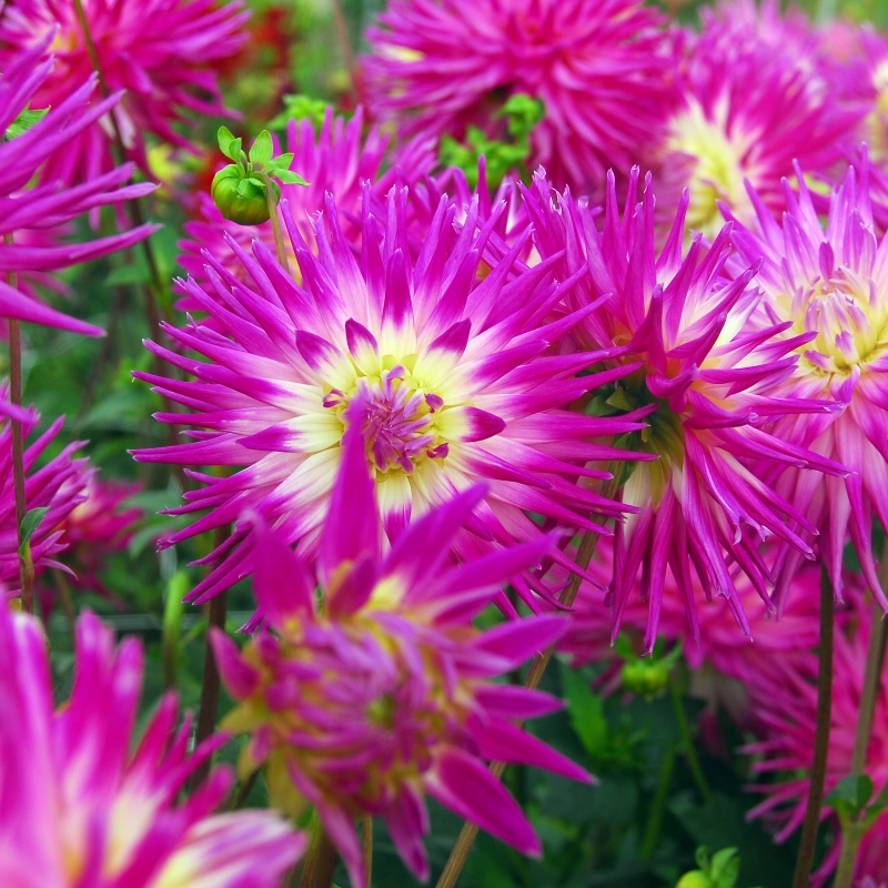 Dahlie Veritable
