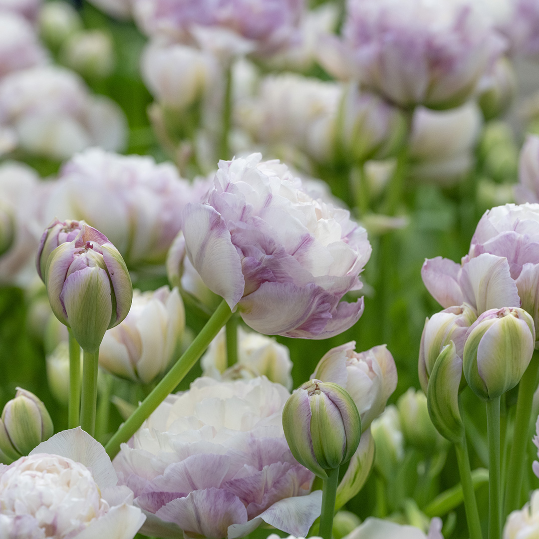 Tulpe Double Surprise