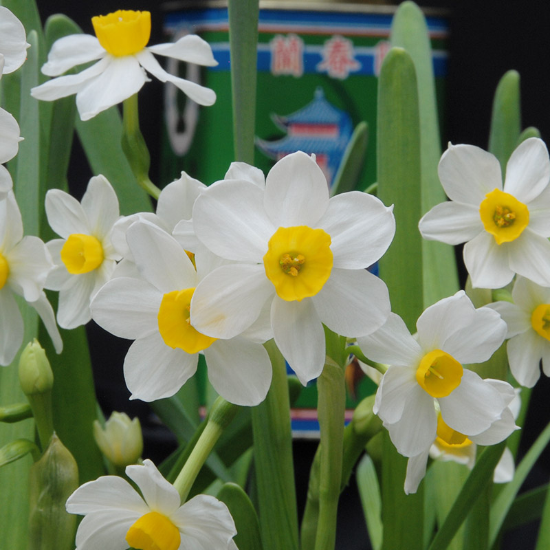 Narzisse Chinese Sacred Lily