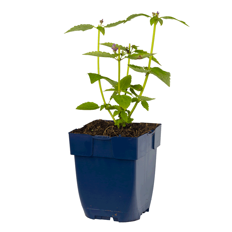 Agastache-Blue-Fortune