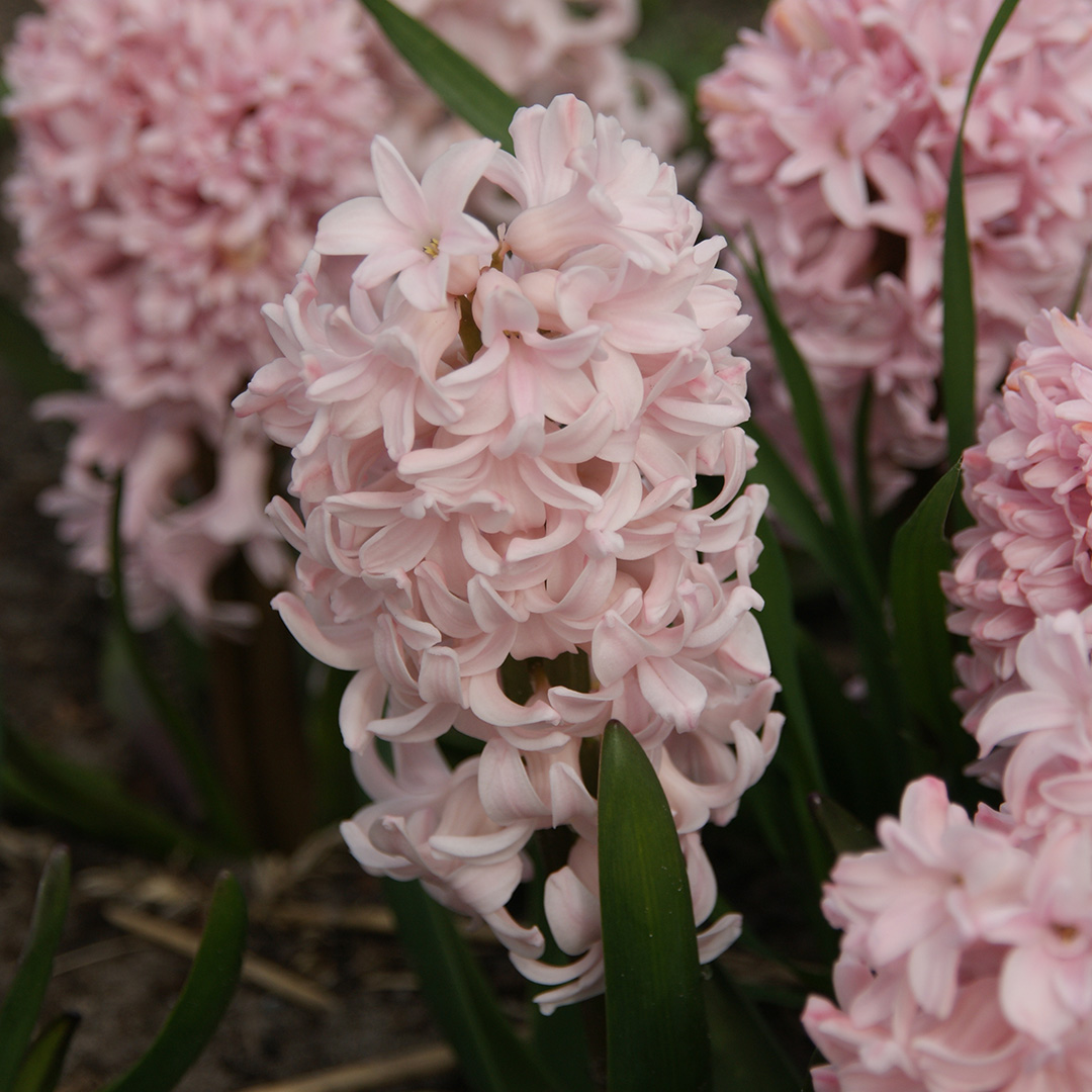 Hyazinthe Apricot Passion