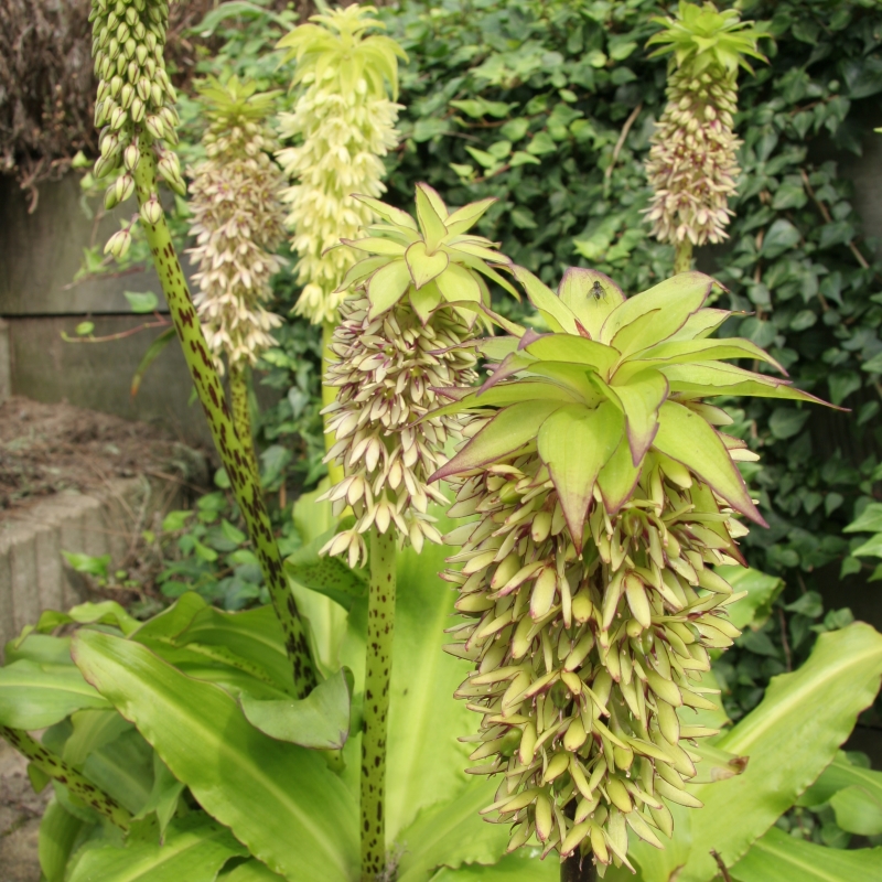 Schopflilie bicolor
