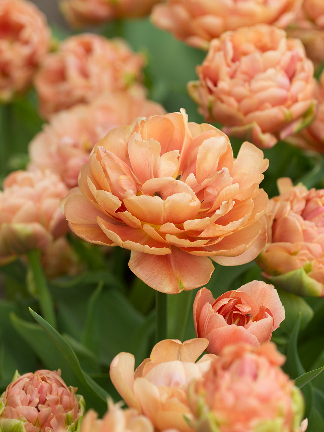 Tulpe Copper Image®